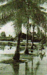oasis