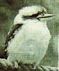 oiseau 4