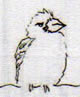 oiseau 6